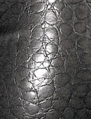 Struktur Latex Croco Silver